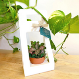 Load image into Gallery viewer, Mini Succulent Plant Packaging Gift Box Pack 20