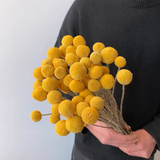 Load image into Gallery viewer, 18 Stems Natural Dried Billy Balls Flowers