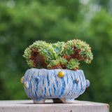 Load image into Gallery viewer, Unique Crackle Succulent Planter Bowl