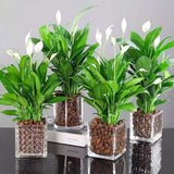 Load image into Gallery viewer, Clay Pebbles for Orchids Planter Filler