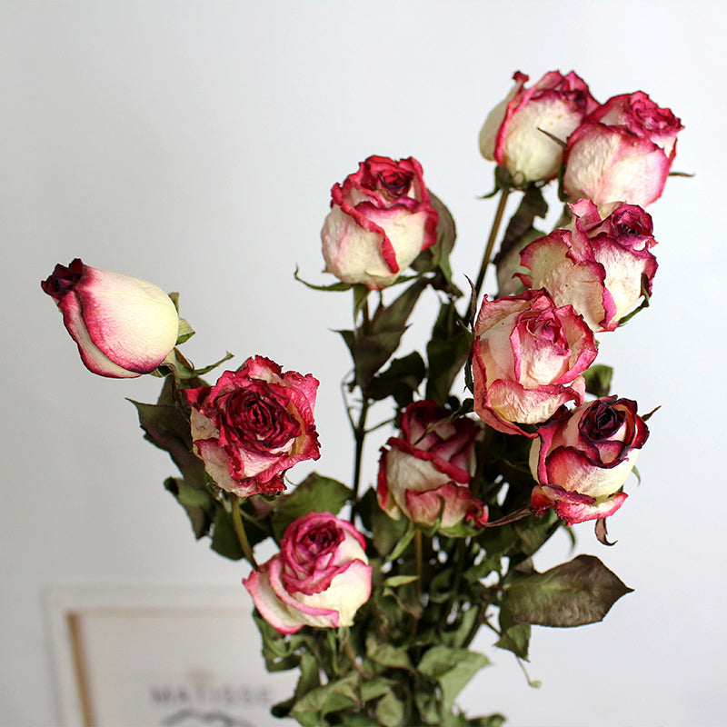 Real Dried Roses 10 Stems