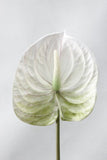 Load image into Gallery viewer, Artificial Anthurium Branch Fake Plants