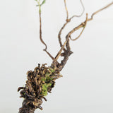 Load image into Gallery viewer, Artificial Green Plants Large Branch