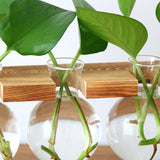 Load image into Gallery viewer, Test Flasks Vase Hydroponic Plant Glass Vases with Wooden Rack